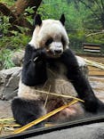 恩賜上野動物園に投稿された画像（2025/11/20）