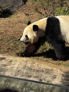 恩賜上野動物園に投稿された画像（2025/11/20）