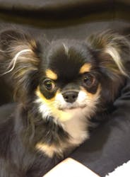 いぬカフェRio 浅草店に投稿された画像（2025/11/20）