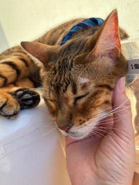 Cat Café MOFF グランベリーパーク店に投稿された画像（2025/11/20）