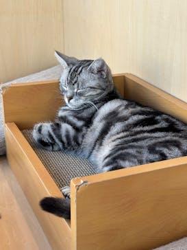 Cat Café MOFF グランベリーパーク店に投稿された画像（2025/11/20）