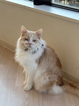 Cat Café MOFF グランベリーパーク店に投稿された画像（2025/11/20）