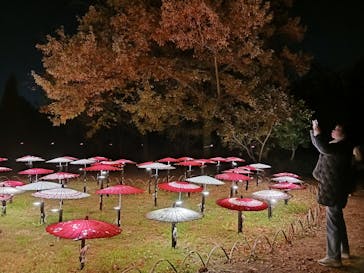 国営昭和記念公園 秋の夜散歩に投稿された画像（2025/11/20）