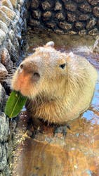 おさるの湯もみ処　おさ湯に投稿された画像（2025/11/20）