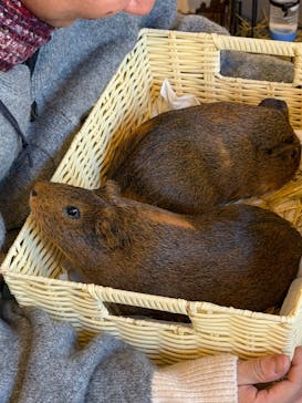 おさるの湯もみ処　おさ湯に投稿された画像（2025/11/20）