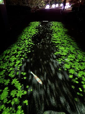 国営昭和記念公園 秋の夜散歩に投稿された画像（2025/11/20）