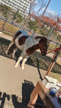 あらかわ遊園に投稿された画像（2025/11/20）