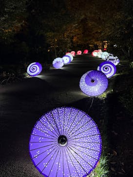 国営昭和記念公園 秋の夜散歩に投稿された画像（2025/11/20）