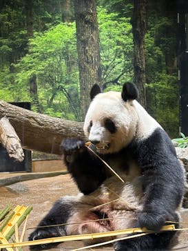 恩賜上野動物園に投稿された画像（2025/11/20）