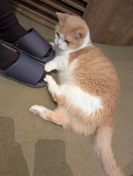 猫カフェモカ　池袋東口店に投稿された画像（2025/11/21）