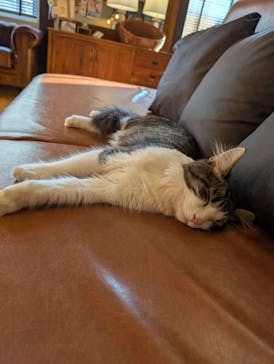 猫カフェモカ　池袋東口店に投稿された画像（2025/11/21）