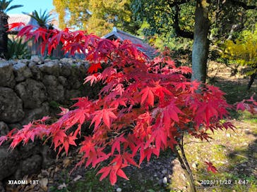野外民族博物館 リトルワールドに投稿された画像（2025/11/21）
