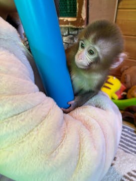 おさるランド＆アニタウン　日光さる軍団劇場に投稿された画像（2025/11/21）