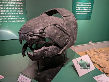 特別展「大絶滅展―生命史のビッグファイブ」に投稿された画像（2025/11/21）