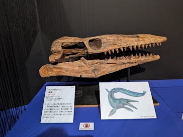 特別展「大絶滅展―生命史のビッグファイブ」に投稿された画像（2025/11/21）