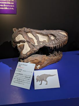 特別展「大絶滅展―生命史のビッグファイブ」に投稿された画像（2025/11/21）