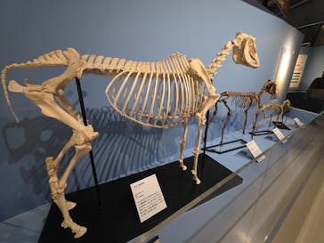 特別展「大絶滅展―生命史のビッグファイブ」に投稿された画像（2025/11/21）