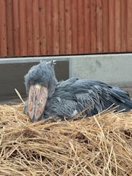 掛川花鳥園に投稿された画像（2025/11/21）