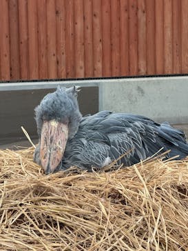 掛川花鳥園に投稿された画像（2025/11/21）