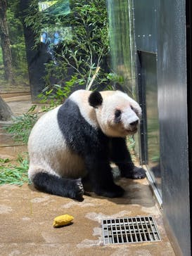 恩賜上野動物園に投稿された画像（2025/11/21）