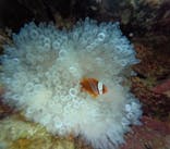 沖縄マリンサービス碧に投稿された画像（2025/11/21）