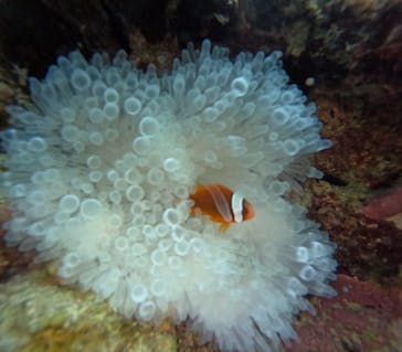 沖縄マリンサービス碧に投稿された画像（2025/11/21）