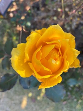 京成バラ園に投稿された画像（2025/11/21）