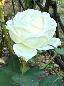 京成バラ園に投稿された画像（2025/11/21）