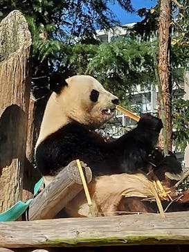 恩賜上野動物園に投稿された画像（2025/11/21）