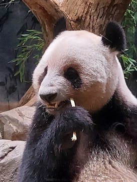 恩賜上野動物園に投稿された画像（2025/11/21）