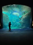 新江ノ島水族館に投稿された画像（2025/11/21）