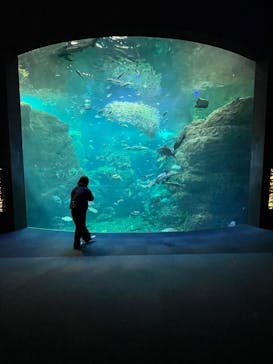 新江ノ島水族館に投稿された画像（2025/11/21）
