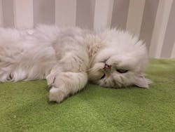 猫カフェモカ　アルシェ大宮店に投稿された画像（2025/11/21）