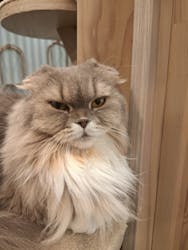 猫カフェモカ　アルシェ大宮店に投稿された画像（2025/11/21）