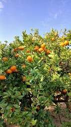 津市観光みかん狩り園に投稿された画像（2025/11/21）