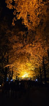 国営昭和記念公園 秋の夜散歩に投稿された画像（2025/11/21）