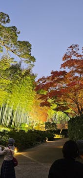 国営昭和記念公園 秋の夜散歩に投稿された画像（2025/11/21）