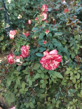 ひらかたパークに投稿された画像（2025/11/21）