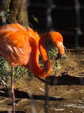 恩賜上野動物園に投稿された画像（2025/11/21）