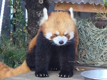 恩賜上野動物園に投稿された画像（2025/11/21）