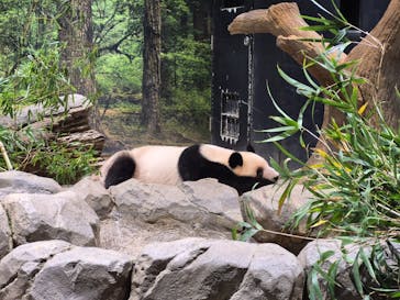 恩賜上野動物園に投稿された画像（2025/11/21）
