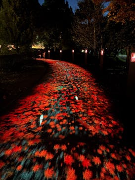 国営昭和記念公園 秋の夜散歩に投稿された画像（2025/11/21）