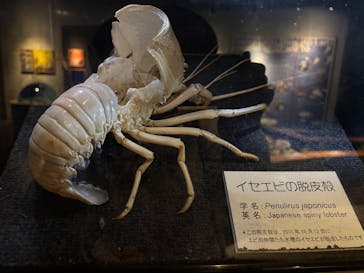 九十九島パールシーリゾートに投稿された画像（2025/11/21）