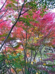 箱根湯寮に投稿された画像（2025/11/21）