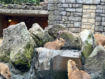 伊豆シャボテン動物公園に投稿された画像（2025/11/21）