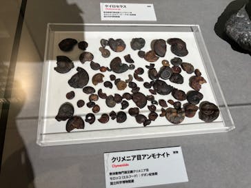 特別展「大絶滅展―生命史のビッグファイブ」に投稿された画像（2025/11/21）