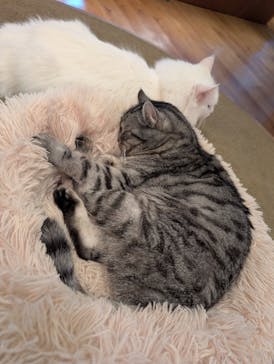 猫カフェモカ　池袋東口店に投稿された画像（2025/11/21）