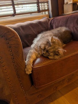 猫カフェモカ　池袋東口店に投稿された画像（2025/11/21）