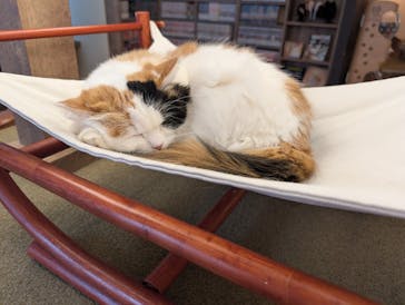 猫カフェモカ　池袋東口店に投稿された画像（2025/11/21）