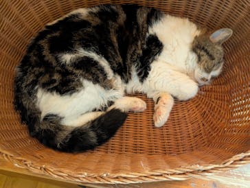 猫カフェモカ　池袋東口店に投稿された画像（2025/11/21）